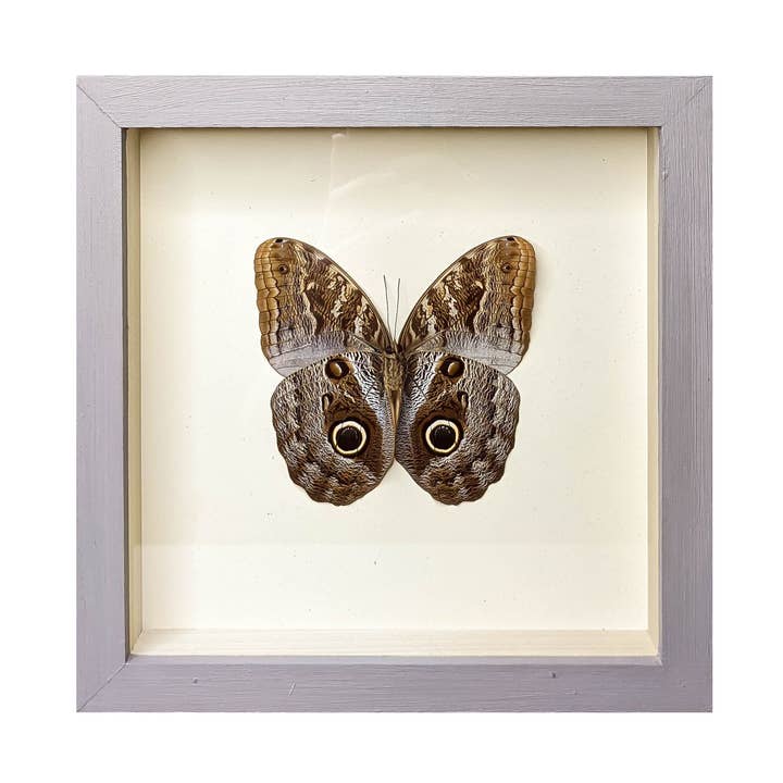 Owl Butterfly Shadowbox for wholesale by Green Beetle Shop