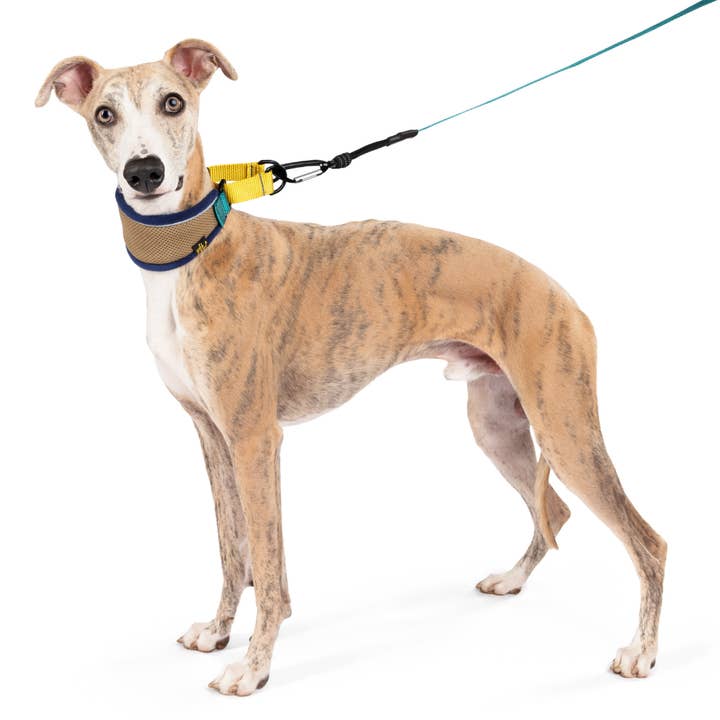 Gold Paw Series - Wholesale Pet Collar - Dog - Featherweight Hound Collar
