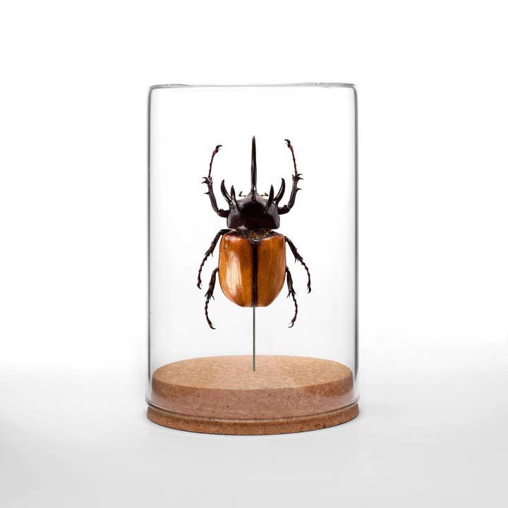 Green Beetle Shop - Wholesale Decorative Tabletop Object - 5-Horn Rhino Beetle Globe