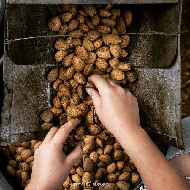 Cibi & Sapori - Wholesale Nuts - Natural Sicilian Almonds 500 g2