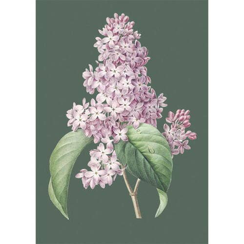 Fliederblüte - Einzelkarte A5 - Hergestellt in Dänemark für den Großhandel von Koustrupco