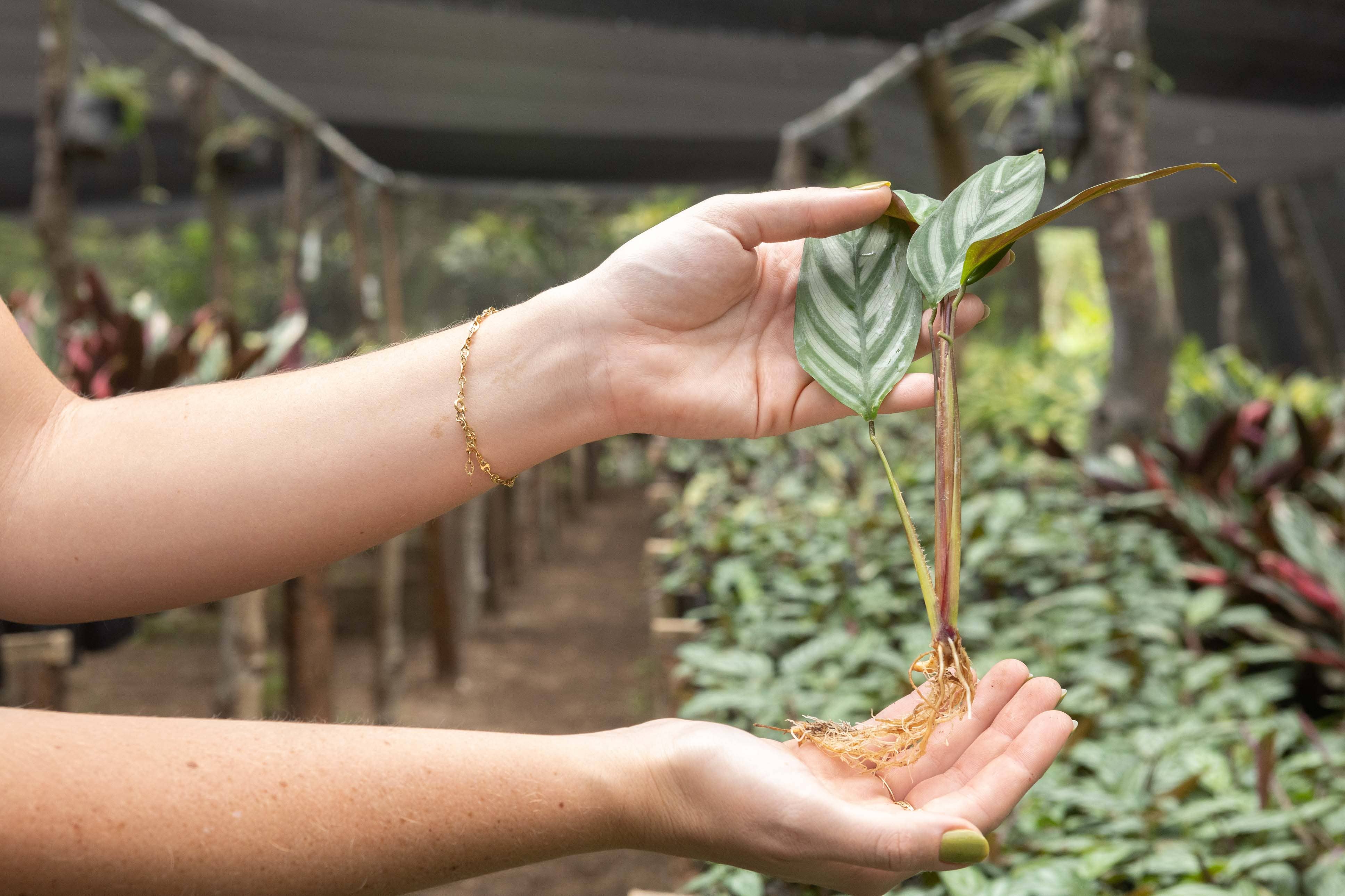 Air Plant Shop - Wholesale Live Plant - Calathea 'Prayer Plants' Anulque Fresh Rooted Cuttings4