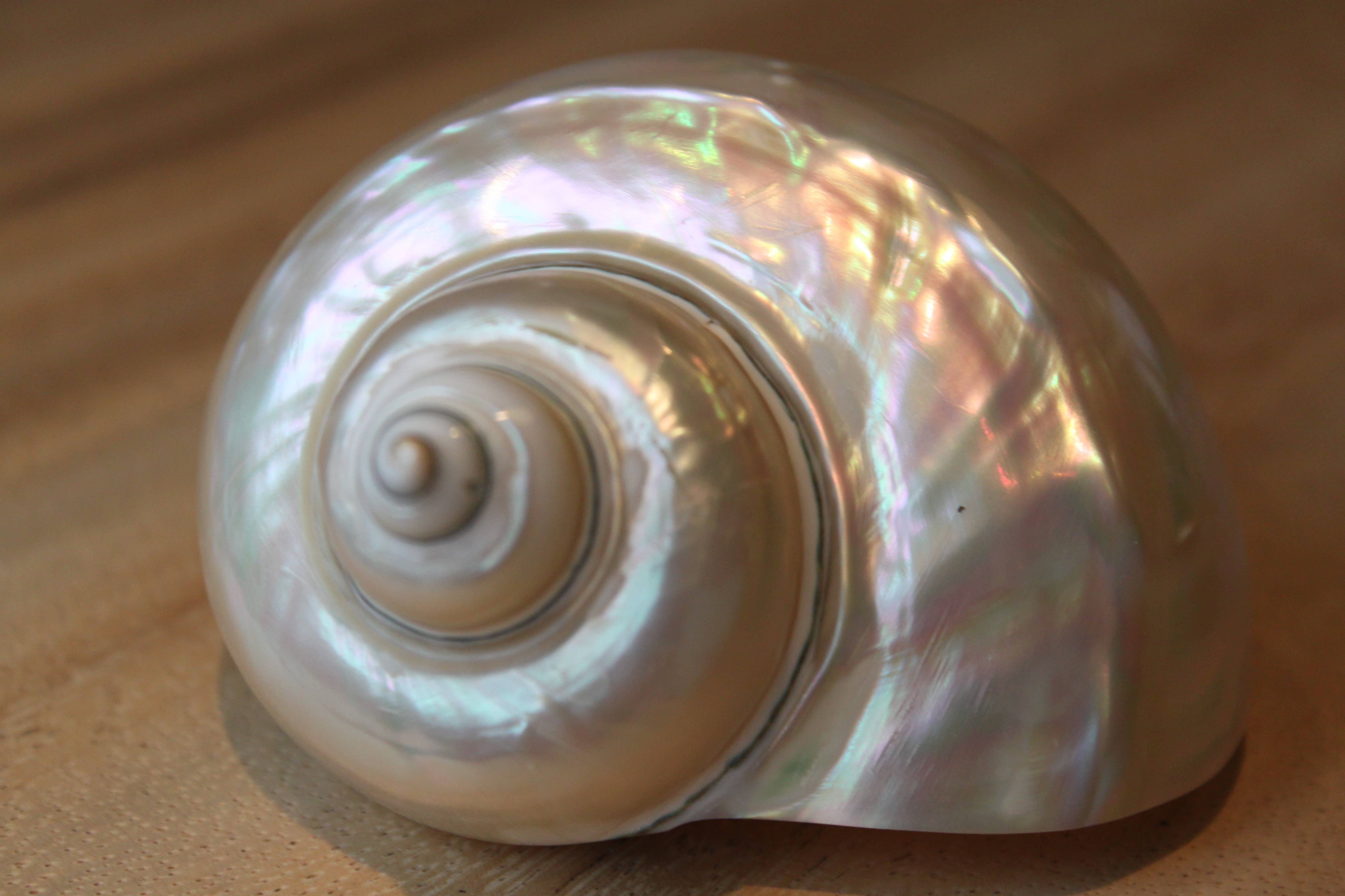 Product Import Holland - Wholesale Decorative Tabletop Object - Turbo - shell - mother-of-pearl - decoration - unique - beach2