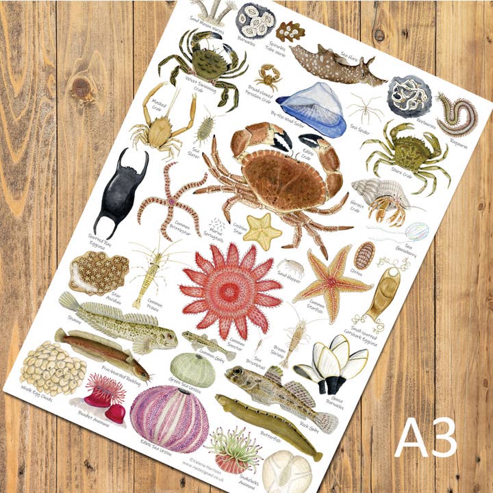 British Seashore Identification A3 Poster, Art Print for wholesale by Rie Designed