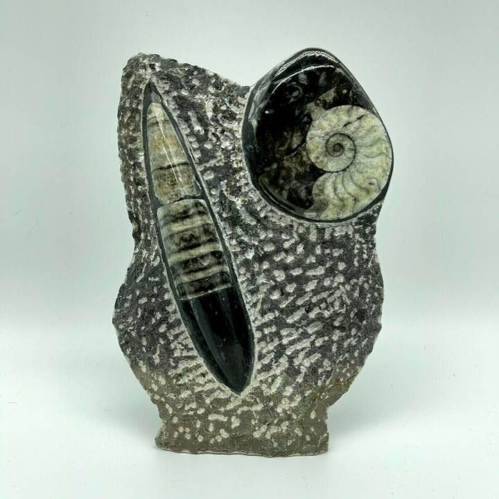 Placa autoportante Goniatite & Orthoceras Fossil para venta al por mayor de Tree of Life Gems