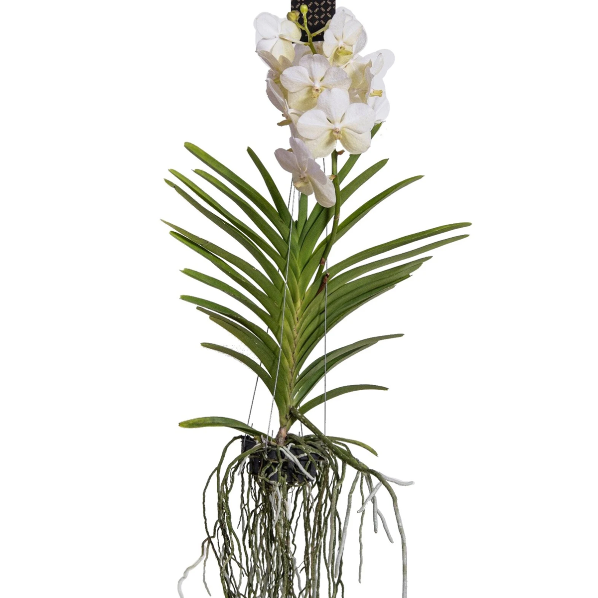 Oasis of Life - Wholesale Live Plant - Vanda Orchid – Vanda 'White' – Height 55–65cm – Exclusive orchid with white flowers – Tropical houseplant – Easy care & reblooming – Elegant decor for living room & office0