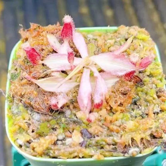 Nepenthes globosa × ampullaria variegata TC Pflänzchen | Seltene Zimmerpflanze für den Großhandel von OrchidBox