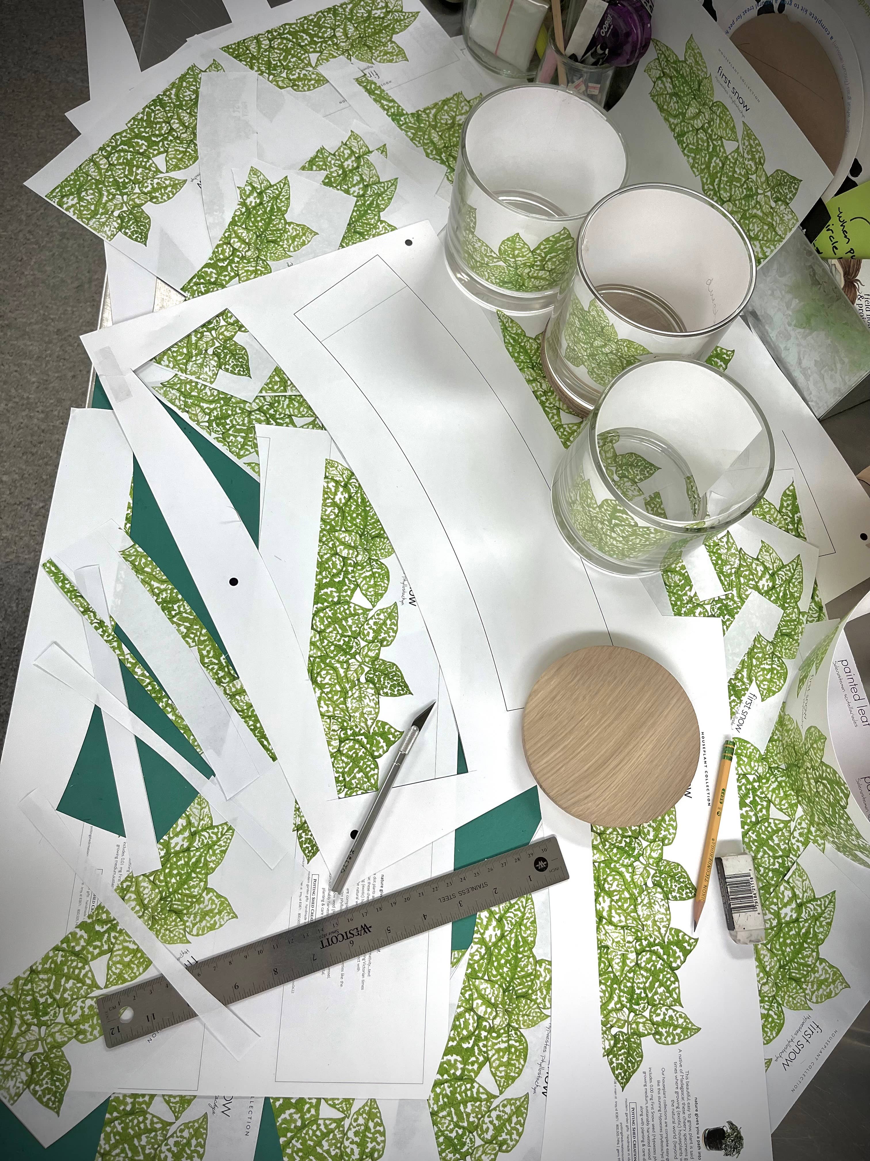 Potting Shed Creations, Ltd. - Wholesale Live Plant - Houseplant Collection | First Snow | Polka Dot Plant8