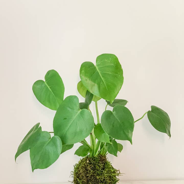 White Stable Farms - Wholesale Live Plant - Philo Split Monstera Kokedama (House Plant Wrapped in Moss)