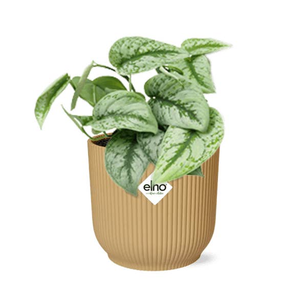 Epipremnum – Scindapsus Pictus 'Trebie' – Stueplante i potte Vibes Fold 14cm Gul – dekorativ hængende klatreplante med luftrensende effekt for engroshandel hos Oasis of Life