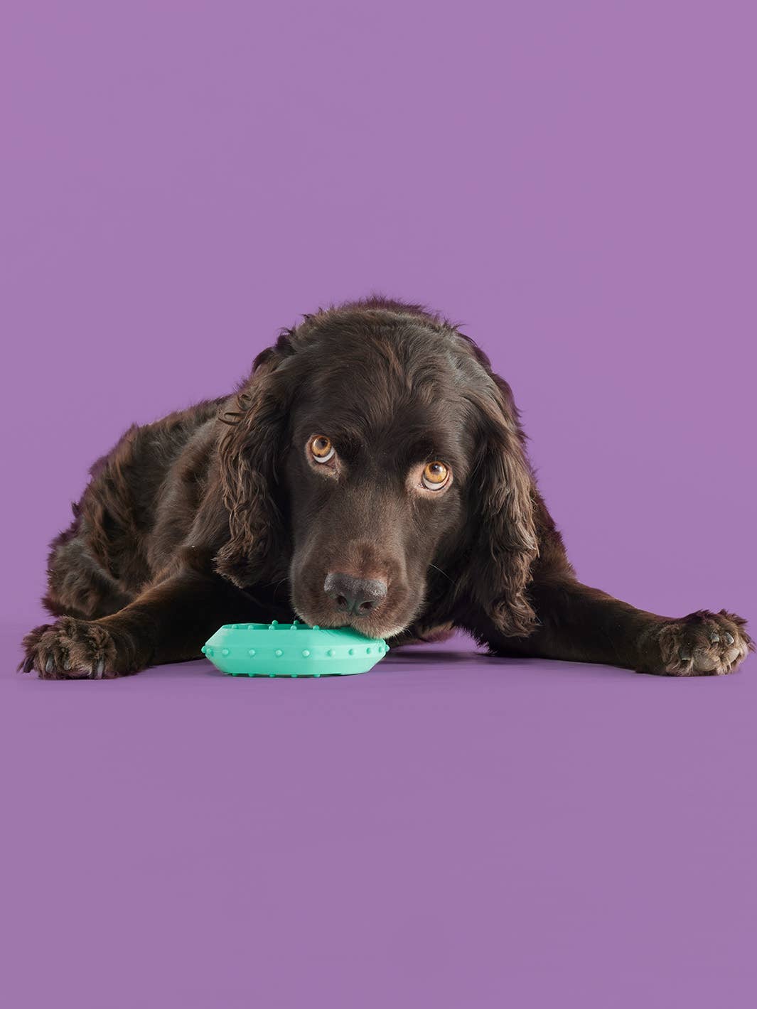 Yomp - Wholesale Pet Chew Toy - Dog - Yomp ChillChew: Ring-Shaped Silicone Teether for Puppies2
