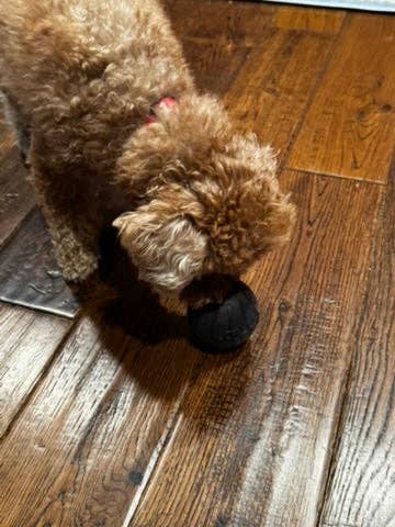 Flexifetch - Wholesale Pet Chew Toy - Dog - Hollow Treat Ball – The Bentli2