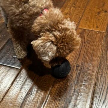 Flexifetch - Wholesale Pet Chew Toy - Dog - Hollow Treat Ball – The Bentli2