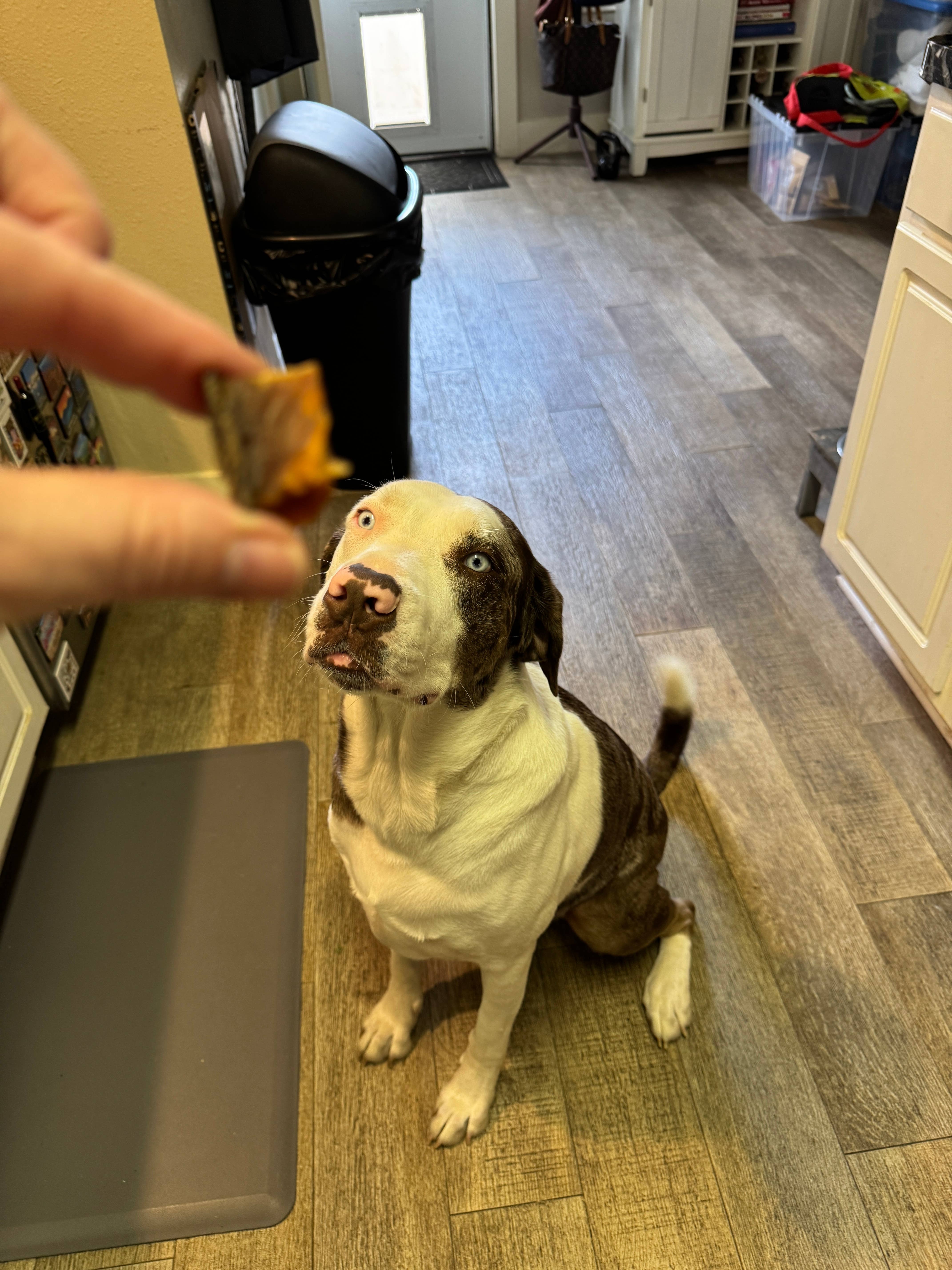 Vinny's Munch & Play - Wholesale Pet Treats - Dog - Salmon Dog & Cat Jerky  1