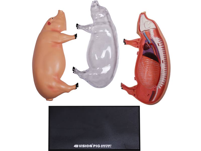 TEDCO Toys - Vente Jouet classique – enfant - Cochon 4D Vision4