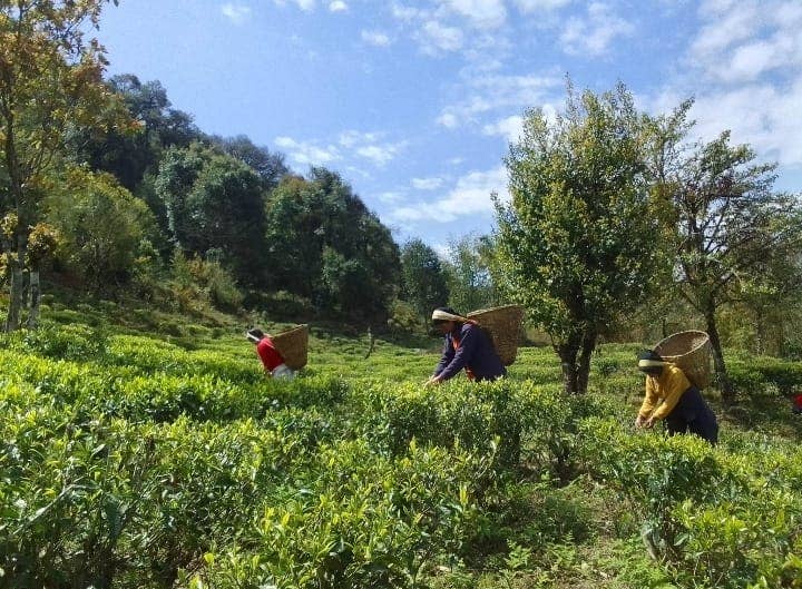 rami tea - Wholesale Loose Tea - Kalapani Junkiri4