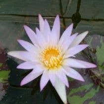 Wetplants - Wholesale Live Plant - Growers Choice Tropical Water Lily (Day Blooming)3