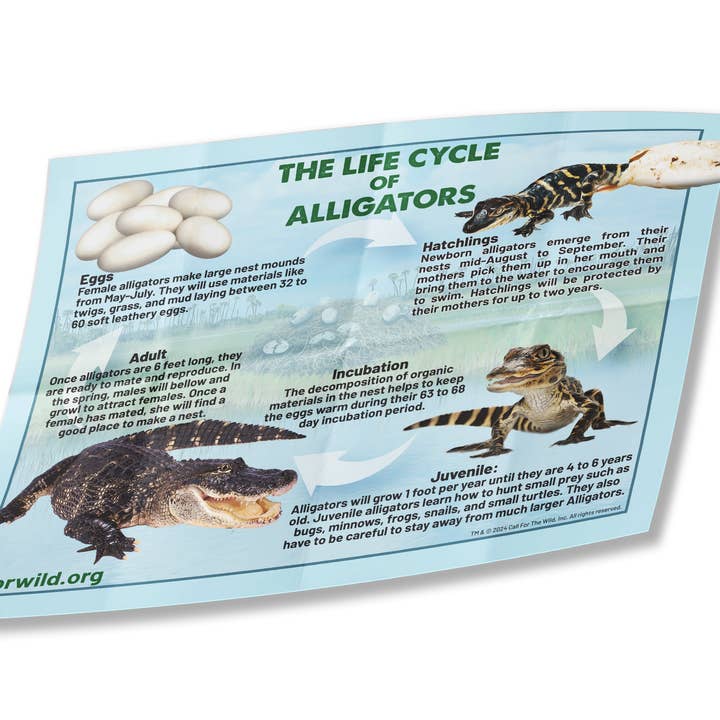 Call For The Wild - Wholesale Stuffed/Plush Toy - Kids & Baby - Alligator Hatchling Individual Eggs