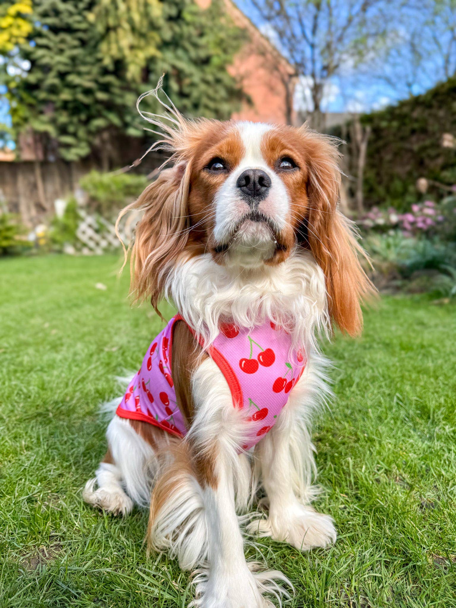 The Paw Print Boutique - Wholesale Pet Vest - Dog - The Cherry on Top Cooling Vest6