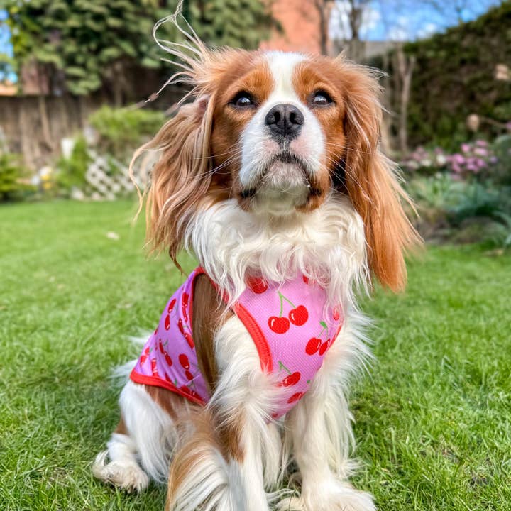 The Paw Print Boutique - Wholesale Pet Vest - Dog - The Cherry on Top Cooling Vest6