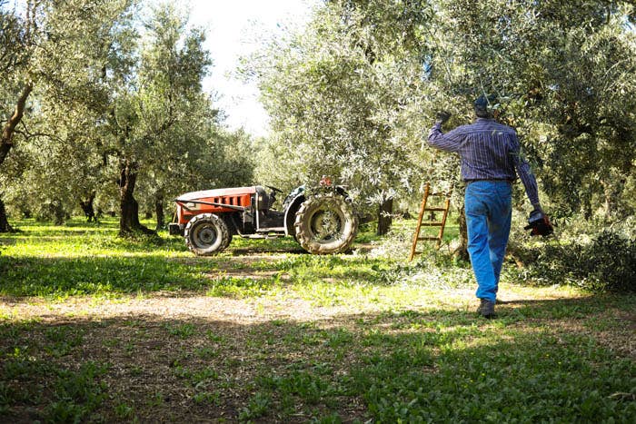 GALANTINO - Wholesale Sauce - TRUFFLE DRESSING BASED ON EXTRA VIRGIN OLIVE OIL 3