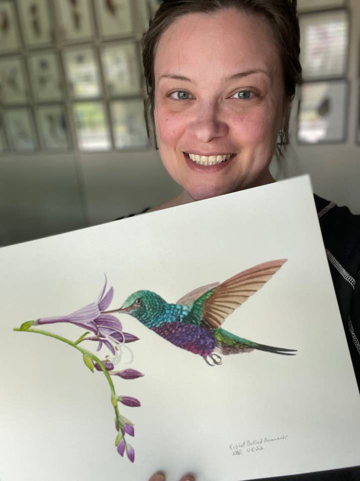 Violet-bellied Hummingbird - Giclee Print for wholesale by Bird Art by KB