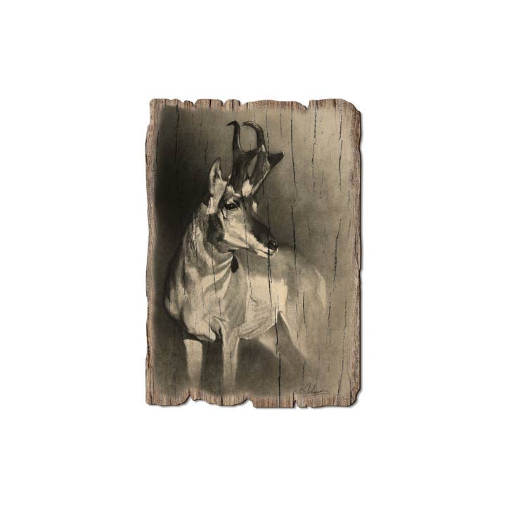 DaydreamHQ - Wholesale Postcard - Perfect Pronghorn - Wood Rustic Edge Postcards & Magnets1