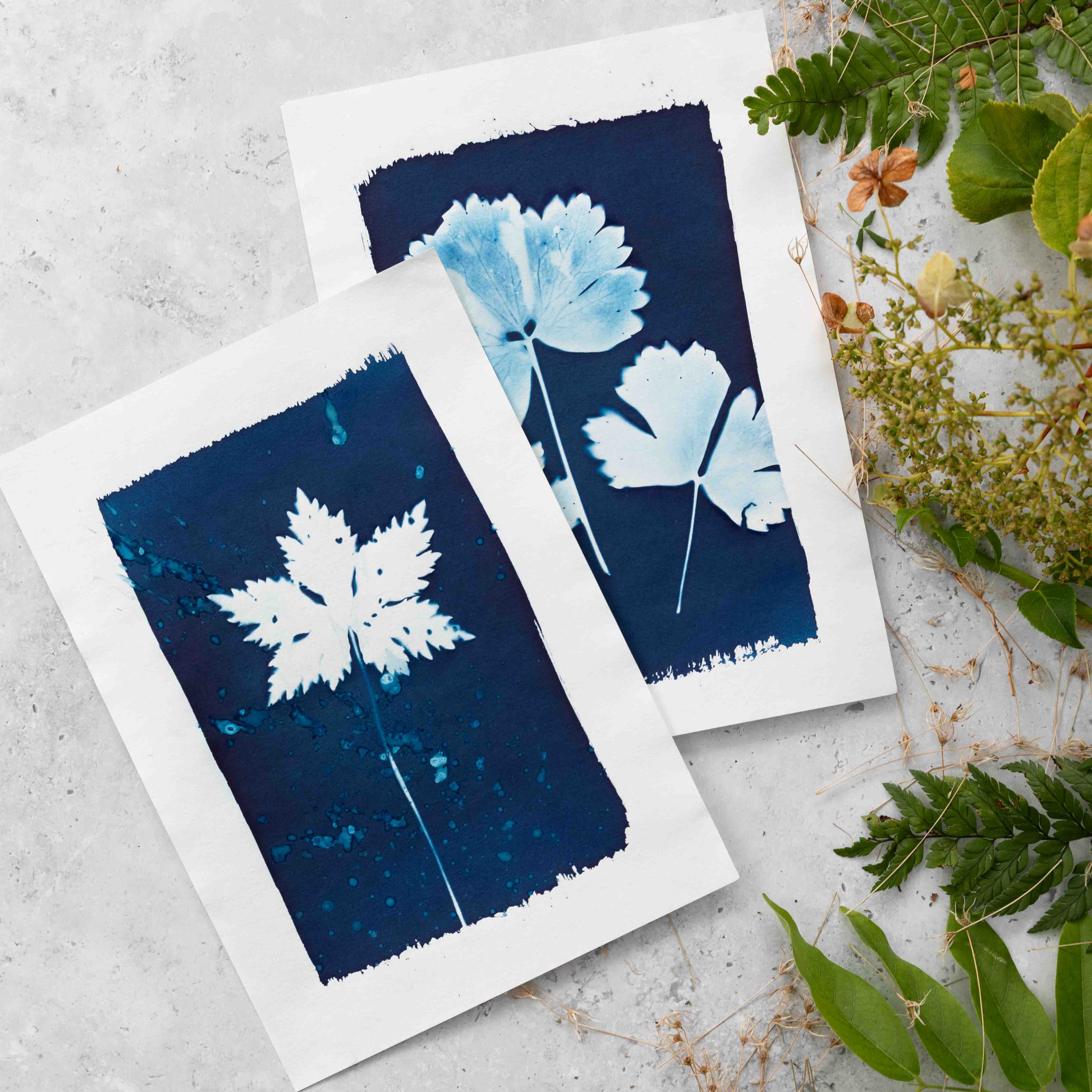 The Wild Darkroom – wholesale DIY craft kit – Cyanotype Printing Paper - A56