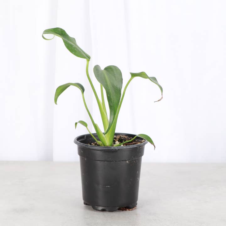 Monstera Burle Marx Flame - Pianta Viva 4" - Rara per la vendita all'ingrosso da parte di Thorsen's Greenhouse