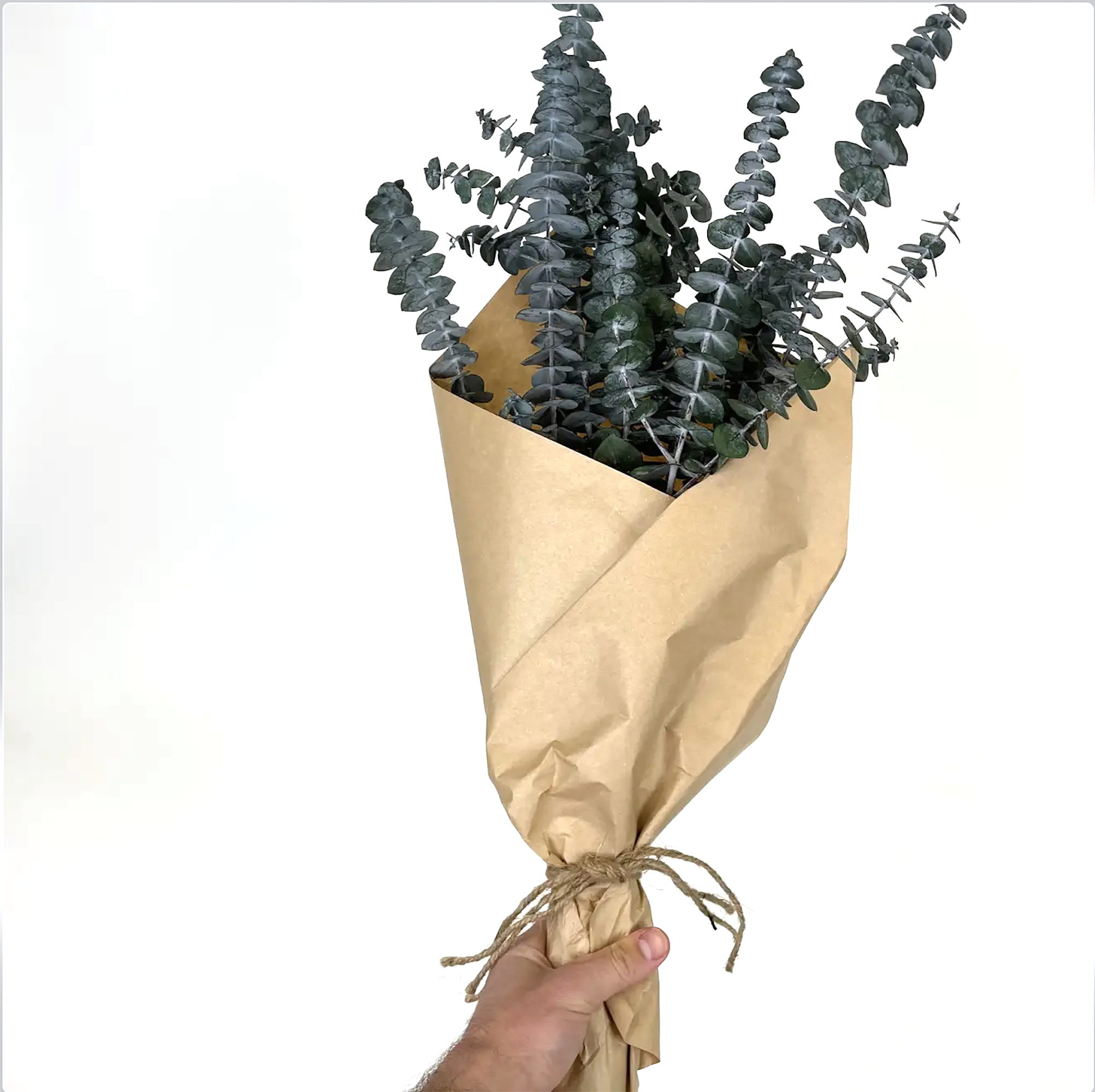 Andaluca - Wholesale Dried/Pressed Flowers - 8 oz Preserved Baby Eucalyptus Bundle2