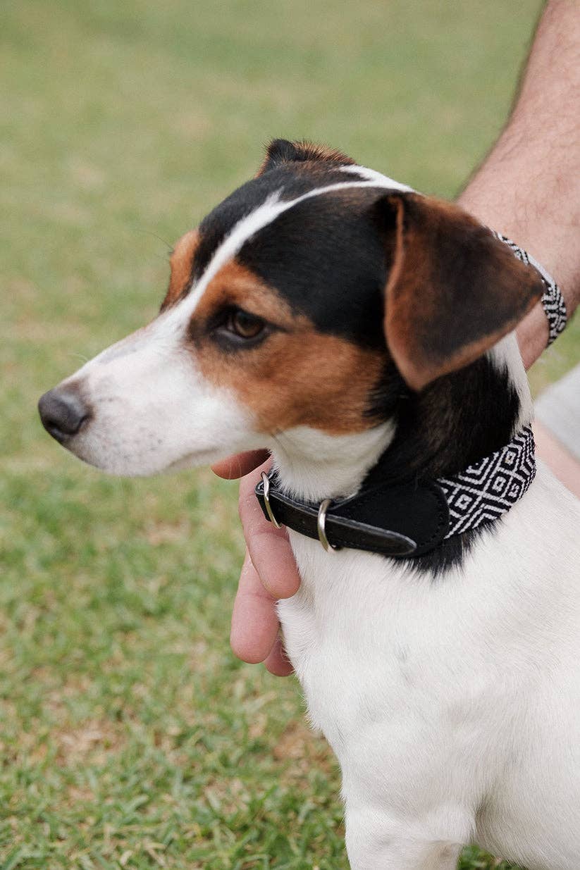 Apapáchalos- Pets - Wholesale Pet Collar - Dog - Cascabel black and white dog collar2