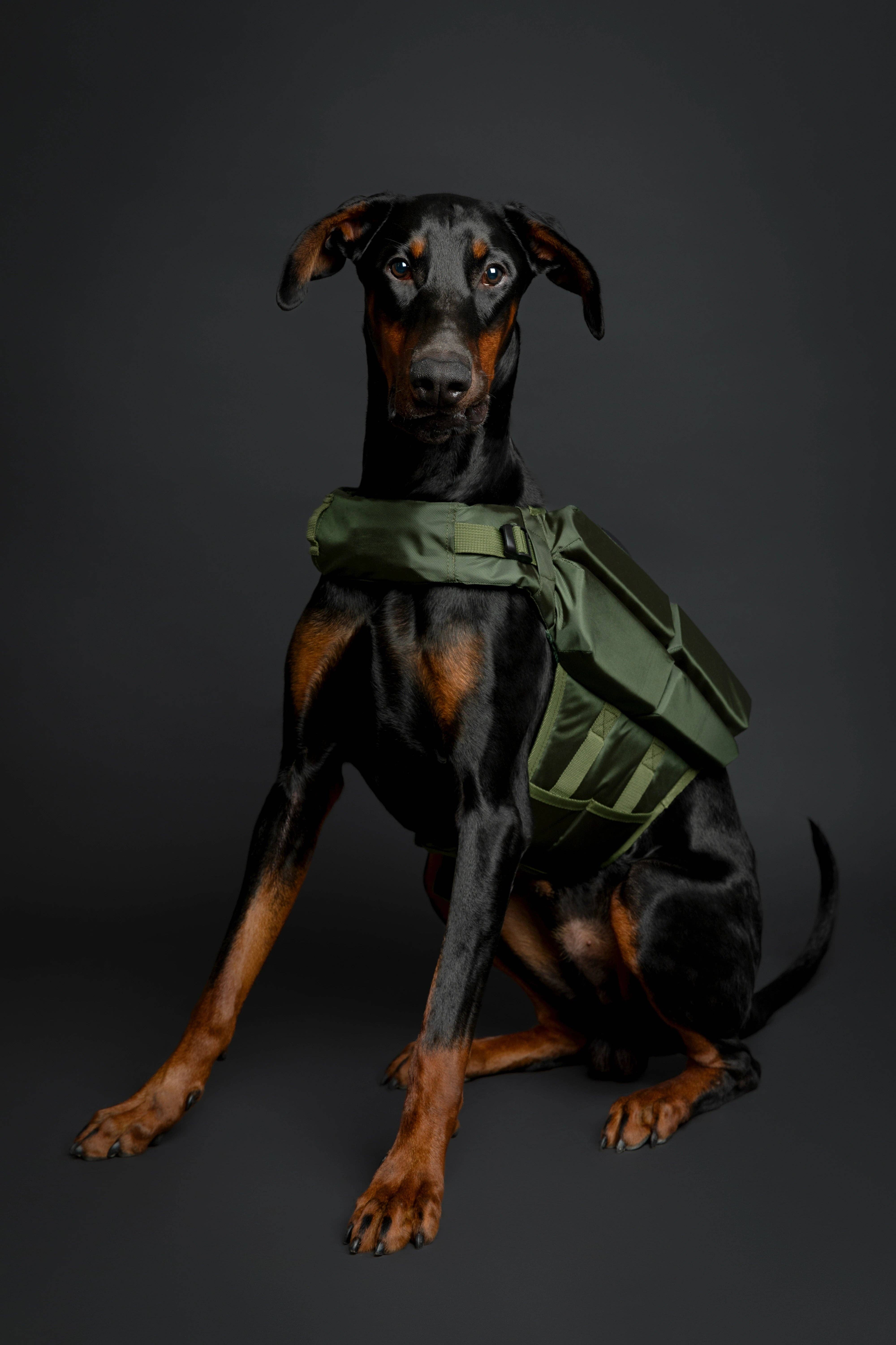 NOAH AND PAW LLC - Wholesale Pet Jacket - Dog - Human Standards Dog Lifejacket Design with 4x Foam Support for Max Floating - Green15