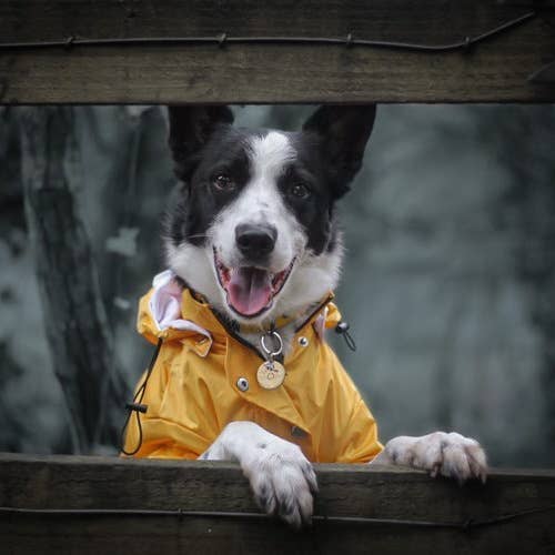 Dog a la mode – Capa de chuva para cão - Cão por atacado – Capa de chuva amarela 'Buddy' para cachorro10