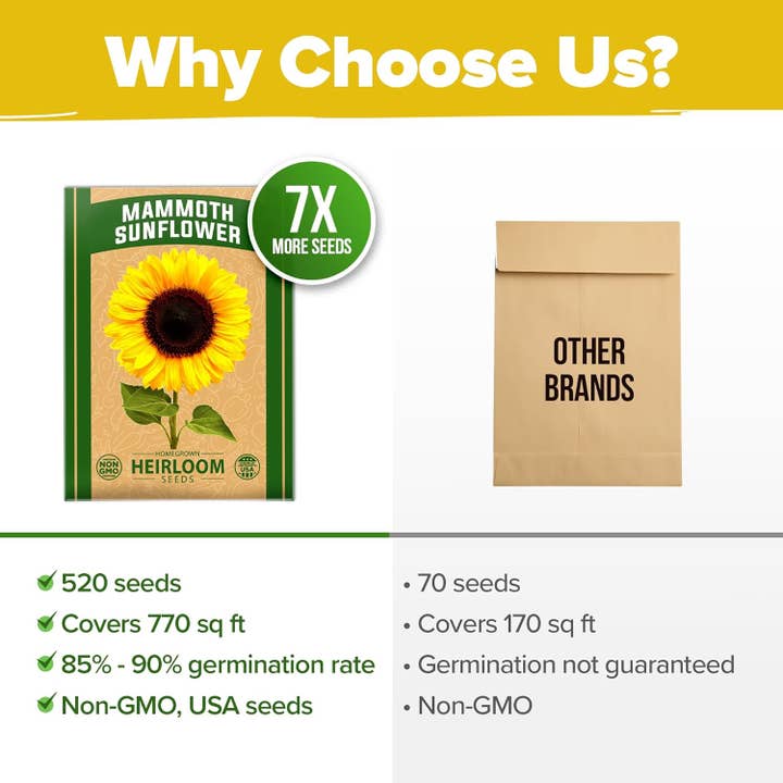 Homegrown Garden - Wholesale Plant Seeds - 520 Giant Sunflower Seeds for Planting - Mammoth Sunflower5