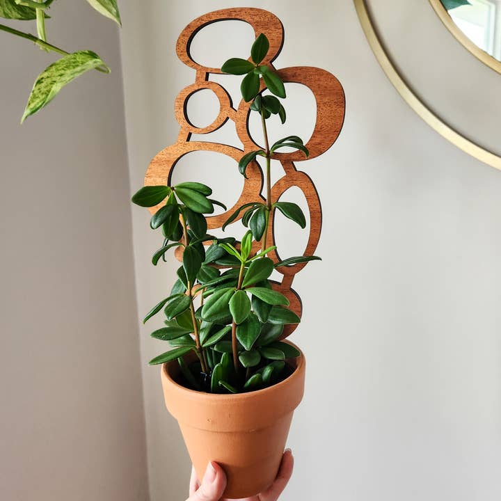 Leaf & Node - Wholesale Trellis - MCM Style Wood Indoor Plant Trellis (Circles - 2 Sizes)