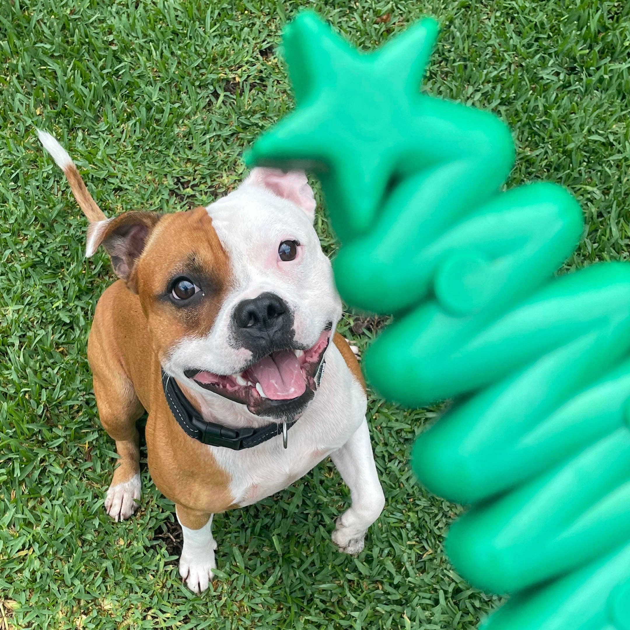 Rover Pet Products – Großhandel Haustier-Kauspielzeug – Hund – Weihnachtsbaum aus Nylon3