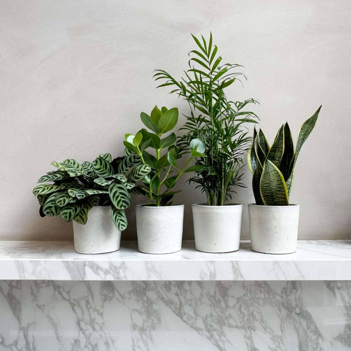 Oasis of Life - Wholesale Live Plant - Houseplant Set – 4 Plants – Height 25–40cm – Ø12cm – Easy-care Green Plants for Home & Office – Ideal for Beginners – Air-purifying & Decorative2