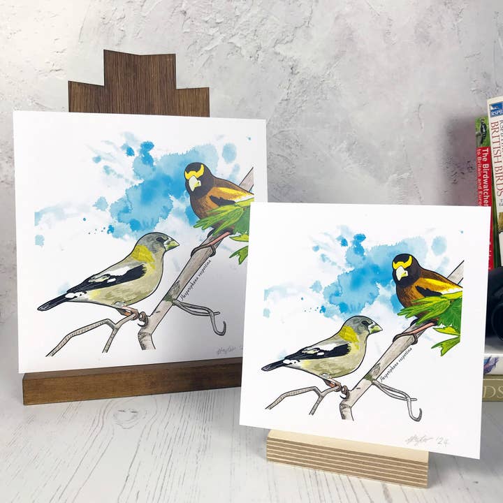 Evening Grosbeak Bird Print for wholesale by Loadofolbobbins