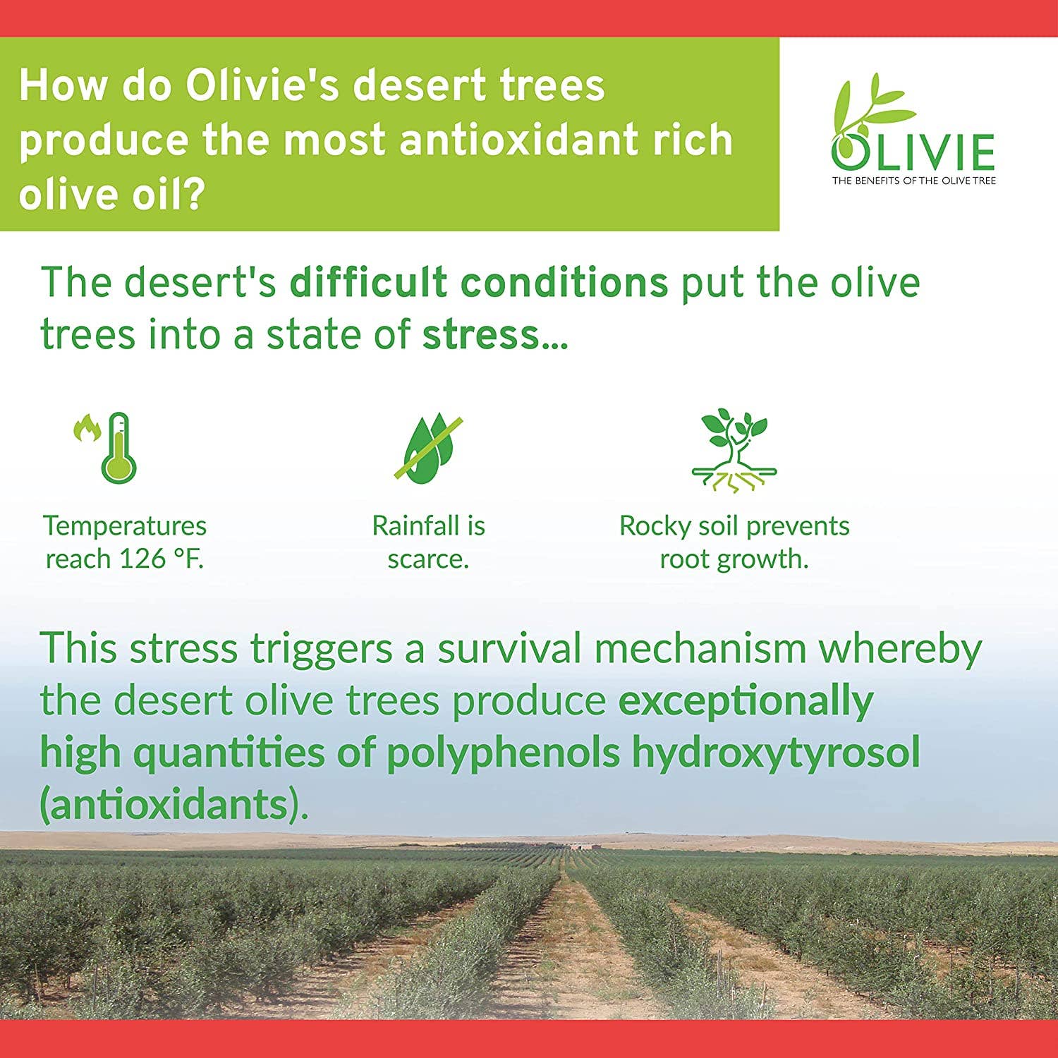 ATLAS OLIVE OILS - Wholesale Oral Supplement/Vitamin - OLIVIE FORCE Organic Olive Leaf Extract | Rich in Polyphenol4