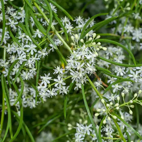 Teinture aux herbes Shatavari pour la vente par Daydream Organics | Prairie Doctor Brand