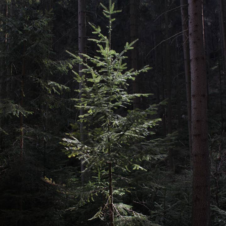 The Jonsteen Company - Wholesale Live Plant - Living Christmas Tree | Douglas-Fir | Packaged Live Tree8