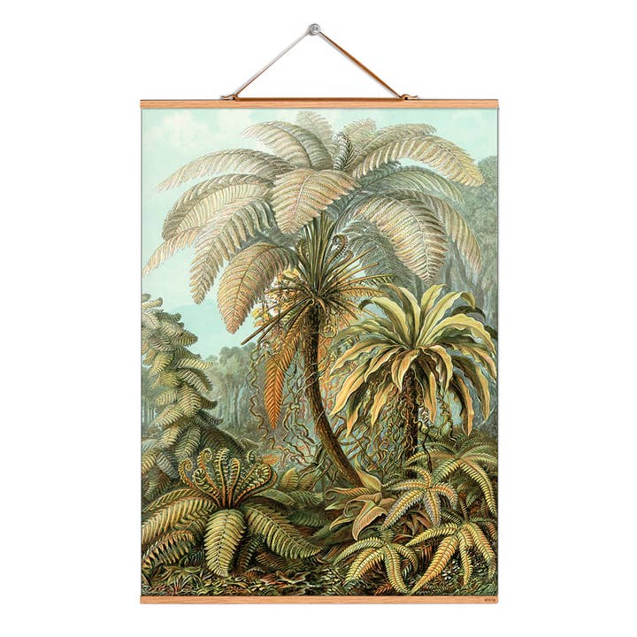 Ilustración de pergamino # 008/Haeckel/Helechos caducifolios para venta al por mayor de Eicie