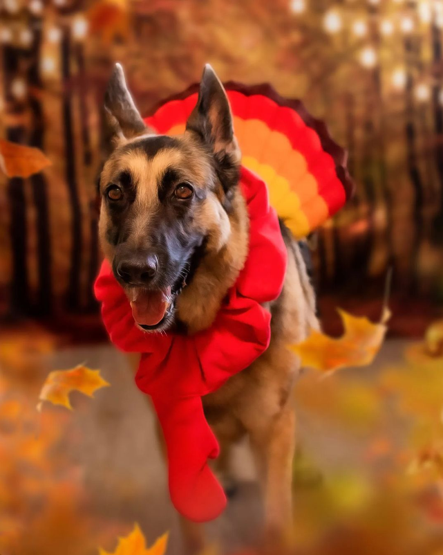 Midlee Designs – wholesale Dräkt - Hund – Midlee Turkiet Skägg & Svans Tacksägelse Kostym10