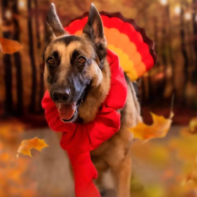 Midlee Designs – wholesale Dräkt - Hund – Midlee Turkiet Skägg & Svans Tacksägelse Kostym10