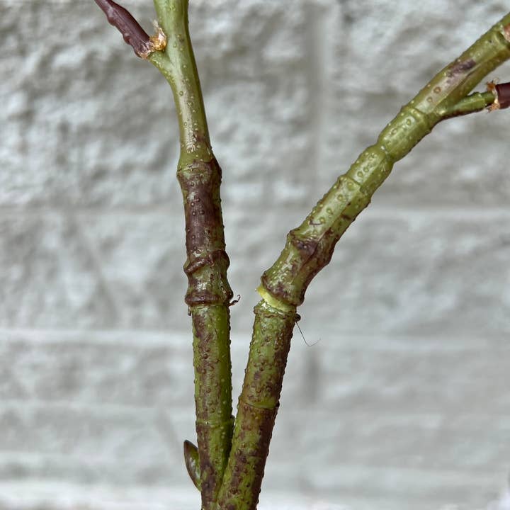 Angel Isabella – Engroshandel Kunstig plante – 30" - Naturtro Real Touch kunstig magnolia med knopper
