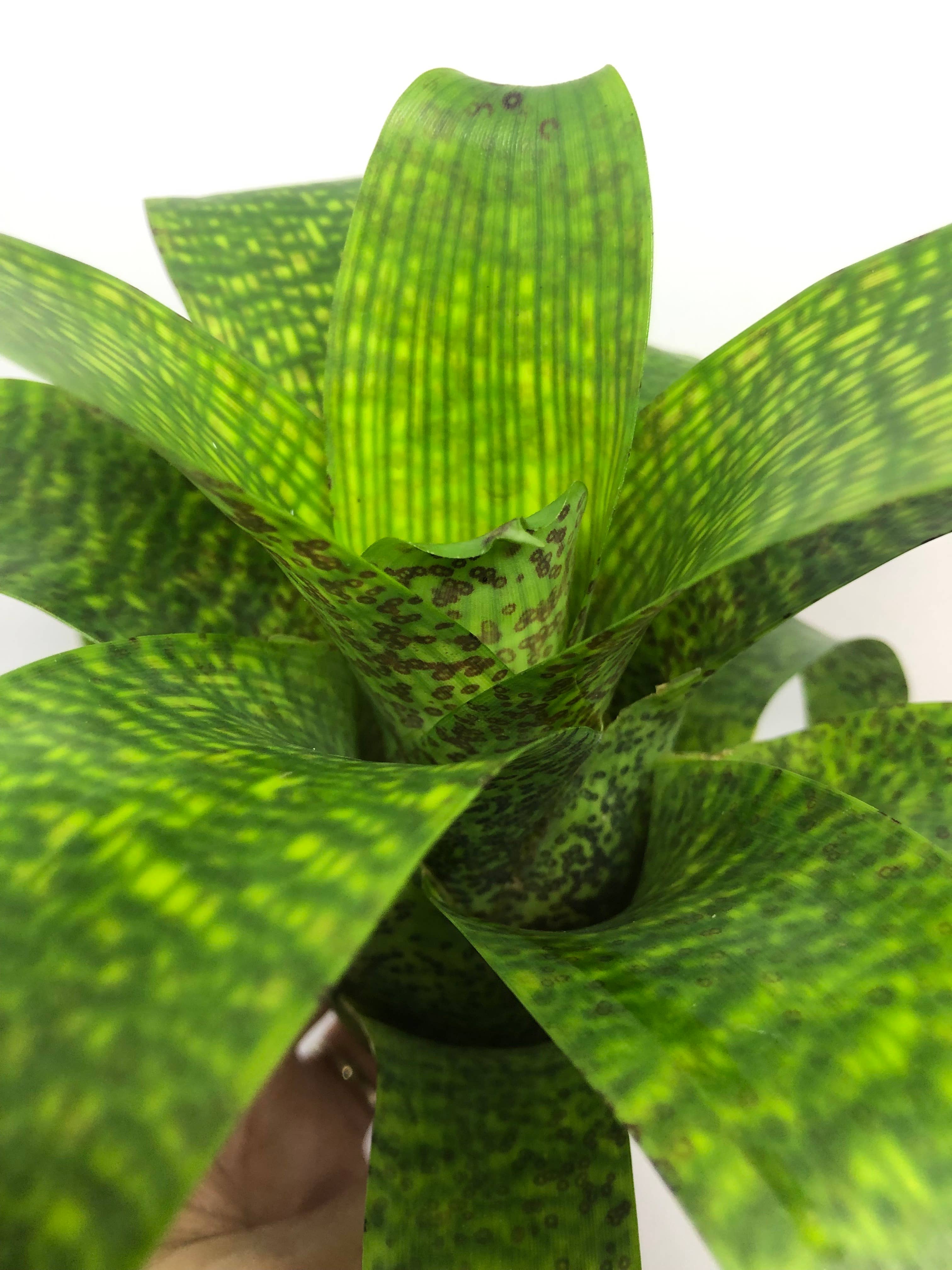 The Artizan Way - Wholesale Live Plant - Vriesea Fenestralis | Live Plant7