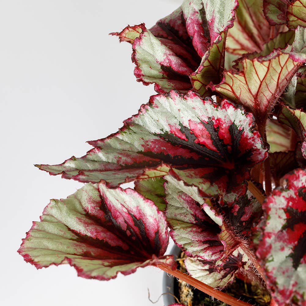 The Little Botanical - Wholesale Live Plant - Living Begonia Beleaf16