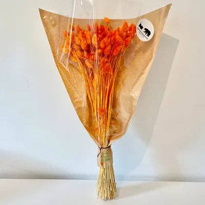 Chaton Et Monsieur Ours - Vente Fleur séchée/pressée - PHALARIS séché7