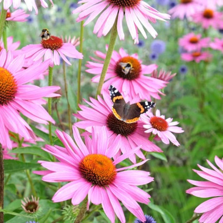 Herb To Body - Wholesale Herbs - Echinacea Purpurea Herb C/S2