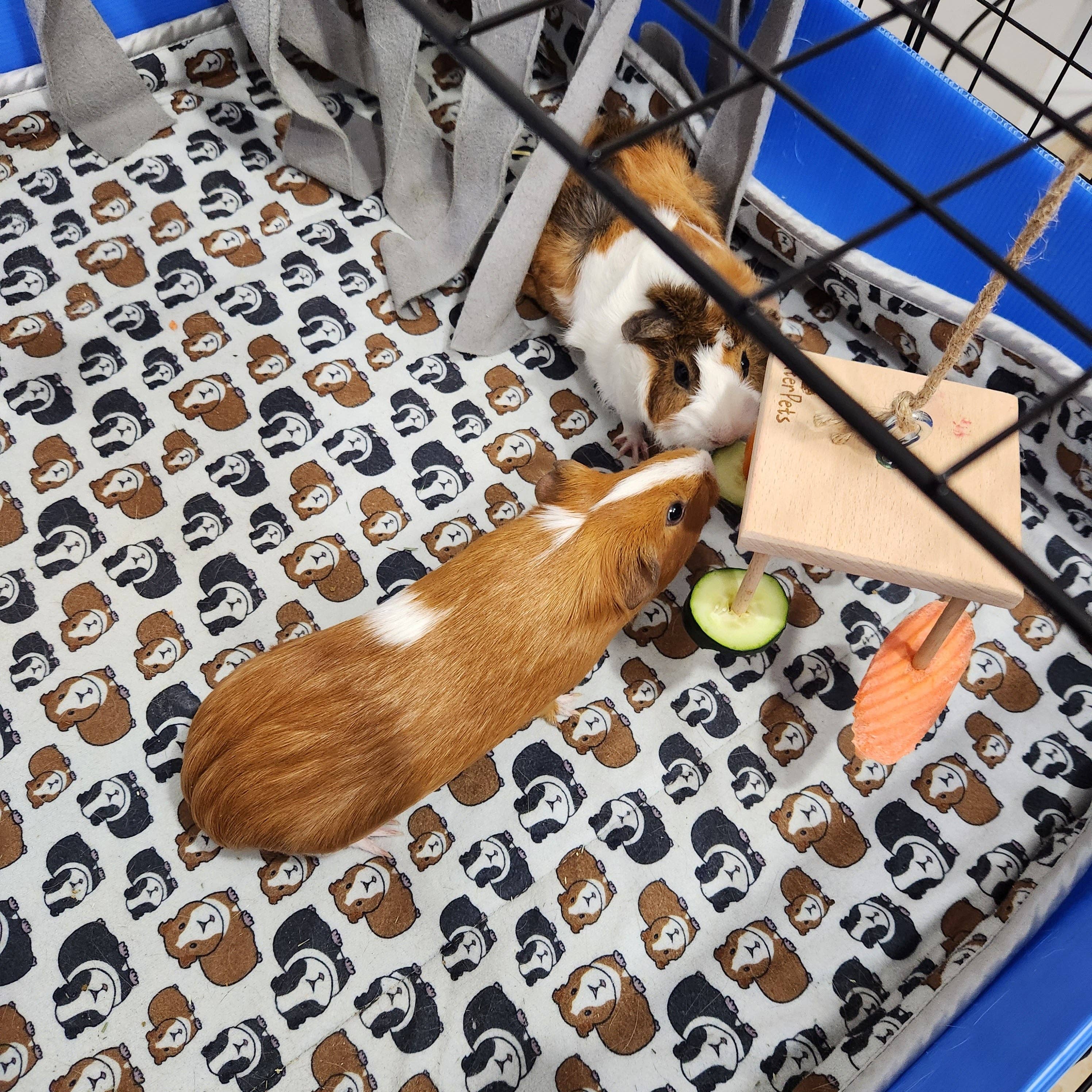 Tater Pets – wholesale Pet toy – Not cat/dog – Hanging Enrichment Toy for Small Pets4